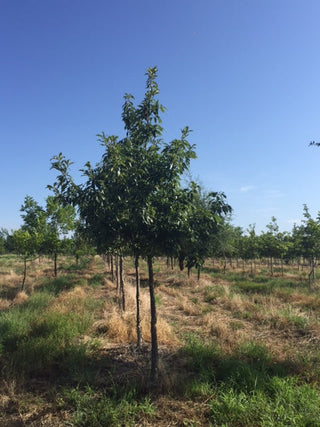 Chinquapin Oak - Quercus chinquapin